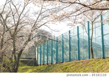 Tennis court and cherry blossoms in full bloom Tennis court and cherry blossoms in full bloom 85181110