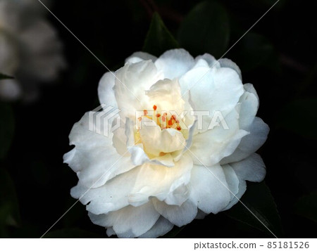 路邊盛開的白茶花特寫(江之口川畔的山茶花) 路邊盛開的白茶花特寫(江之口川畔的山茶花) 85181526