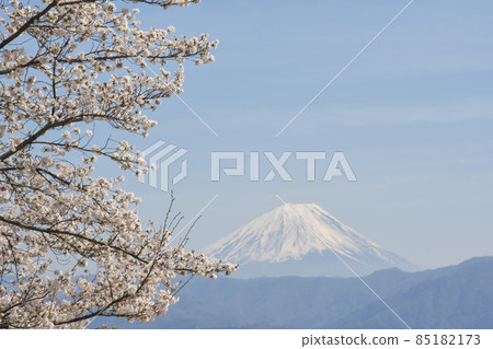Mt. Fuji under the blue sky seen from the spring satoyama where the cherry blossoms bloom Mt. Fuji under the blue sky seen from the spring satoyama where the cherry blossoms bloom 85182173