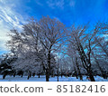 藍天下有新鮮雪的樹 85182416