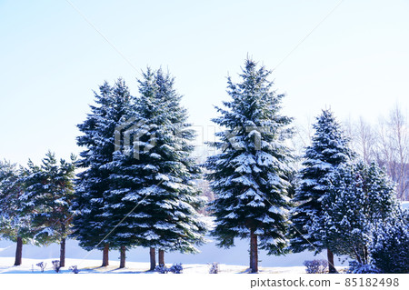 Fresh snowed conifers and blue sky 85182498