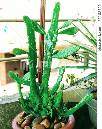 green Opuntia Monacantha cactus, close up. Selective focus. 85182503