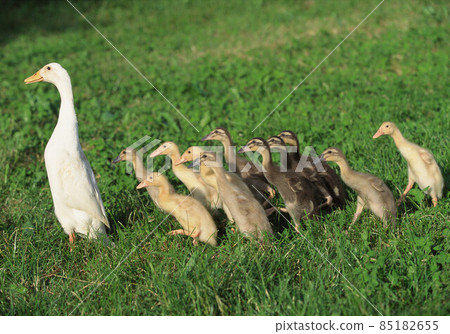 Flock of white and brown geese in green 85182655