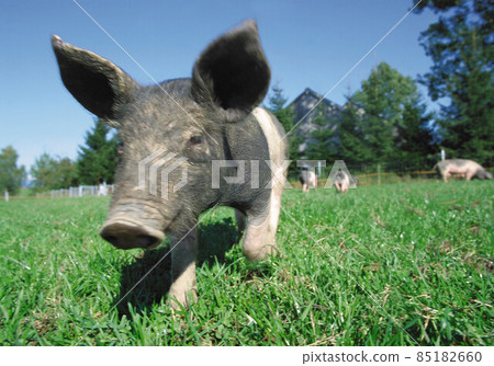 Muddy piglet 85182660