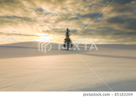 [Biei-cho, Hokkaido] Christmas tree tree December 85183204
