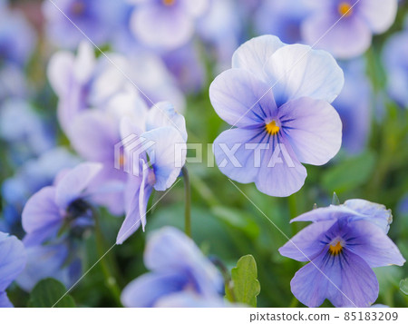 Viola 2 blue 85183209