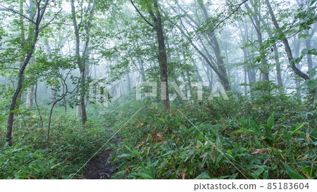 Beech Forest Fog Dawn Fresh Green Eco Image (Oyama Kagamiganaru) Beech Forest Fog Dawn Fresh Green Eco Image (Oyama Kagamiganaru) 85183604