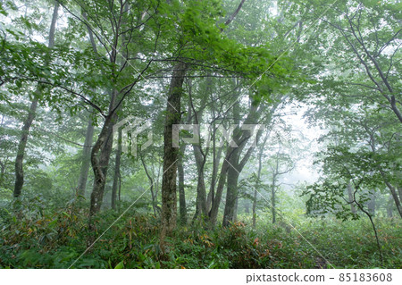 Beech Forest Fog Dawn Fresh Green Eco Image (Oyama Kagamiganaru) Beech Forest Fog Dawn Fresh Green Eco Image (Oyama Kagamiganaru) 85183608