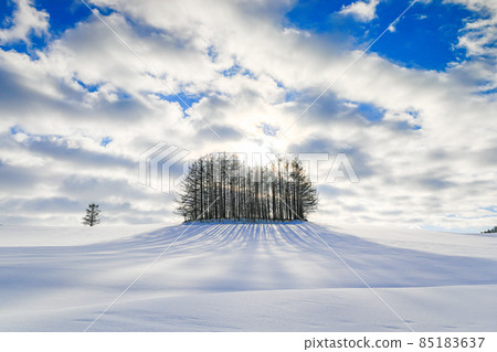 [Biei-cho, Hokkaido] Mild Seven Tree December 85183637
