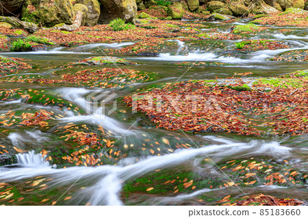Autumn Kikuchi Gorge Hirokawara Kikuchi City, Kumamoto Prefecture 85183660