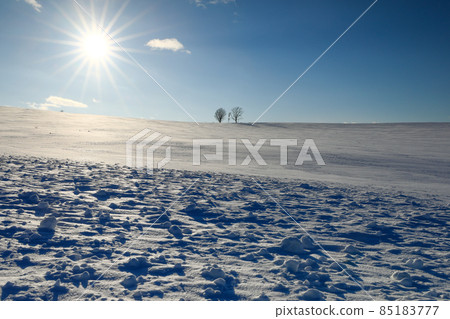 [Biei-cho, Hokkaido] Blue sky, sun, parent and child tree December 85183777