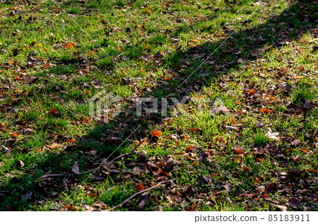 Blur, defocus, noise, grain effect. A green lawn covered with fa 85183911