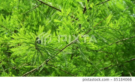檜木(落浜)的葉子和果實的風景 檜木(落浜)的葉子和果實的風景 85184066