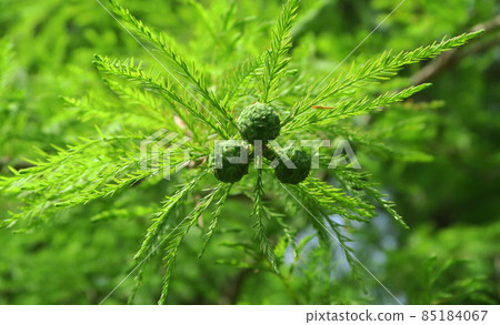 檜木（落浜）的葉子和果實的風景 85184067