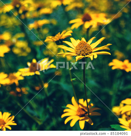 False yellow sunflower grows in summer flower garden False yellow sunflower grows in summer flower garden 85184091