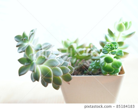 Other mouth plants by the window Other mouth plants by the window 85184183