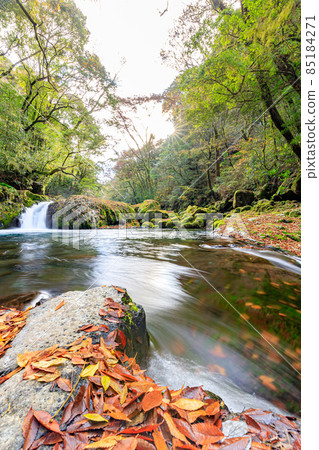 Autumn Kikuchi Gorge Dawn Waterfall Kikuchi City, Kumamoto Prefecture Autumn Kikuchi Gorge Dawn Waterfall Kikuchi City, Kumamoto Prefecture 85184271