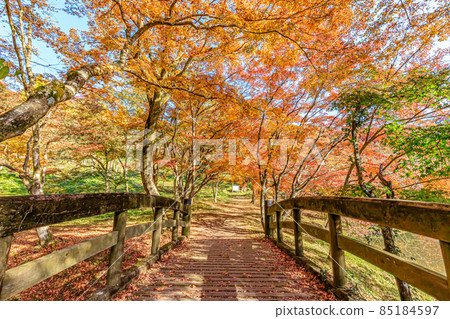Autumn Yujaku Park, Bungoono City, Oita Prefecture 85184597