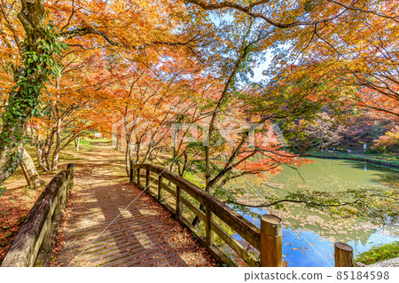 Autumn Yujaku Park, Bungoono City, Oita Prefecture 85184598