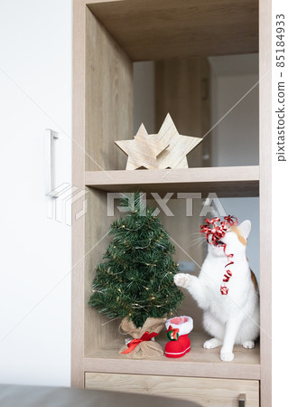 Domestic ginger cat playing with Christmas decoration next to Christmas tree Domestic ginger cat playing with Christmas decoration next to Christmas tree 85184933