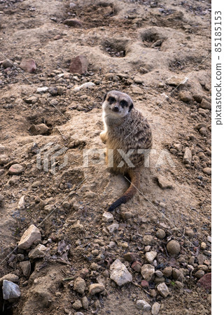 Portrait of meerkat standing on the land 85185153
