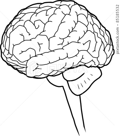 brain  85185532