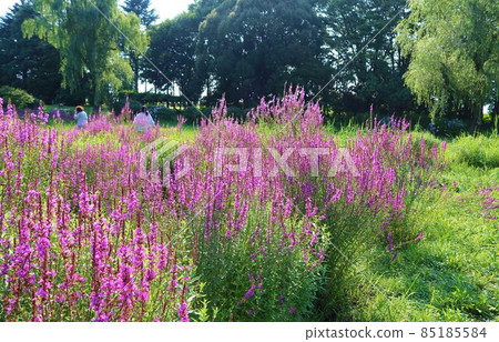 紫荊花盛開的風景 紫荊花盛開的風景 85185584