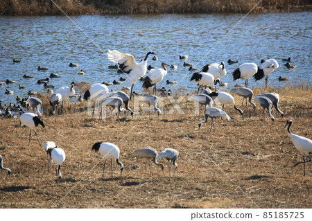 鐵原郡鐵原鶴村觀鳥 85185725
