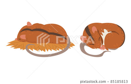 Field Mouse as Small Rodent with Long Tail and Dorsal Black Stripe Vector Set Field Mouse as Small Rodent with Long Tail and Dorsal Black Stripe Vector Set 85185813