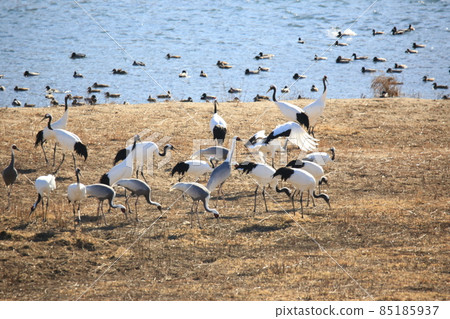 Cheorwon Crane Village. Cheorwon County. Exploration Cheorwon Crane Village. Cheorwon County. Exploration 85185937