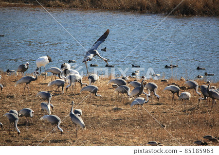 Cheorwon Crane Village. Cheorwon County. Exploration Cheorwon Crane Village. Cheorwon County. Exploration 85185963