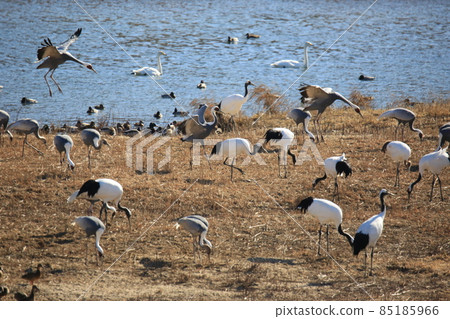 鐵原郡鐵原鶴村觀鳥 鐵原郡鐵原鶴村觀鳥 85185966