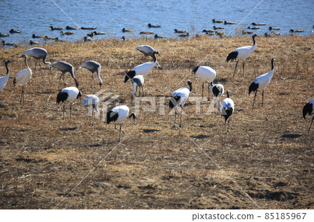 鐵原郡鐵原鶴村觀鳥 鐵原郡鐵原鶴村觀鳥 85185967