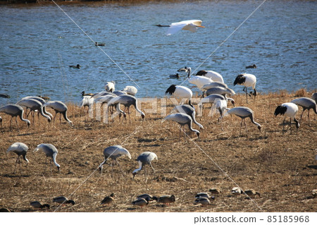 鐵原郡鐵原鶴村觀鳥 鐵原郡鐵原鶴村觀鳥 85185968