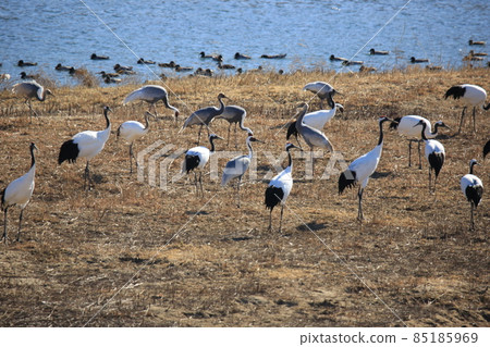鐵原郡鐵原鶴村觀鳥 鐵原郡鐵原鶴村觀鳥 85185969