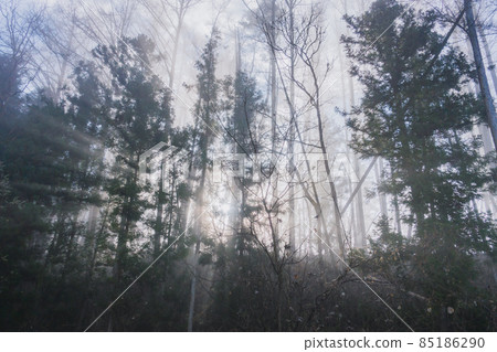 Light shining from the depths of the forest [Azumino in early winter] 85186290