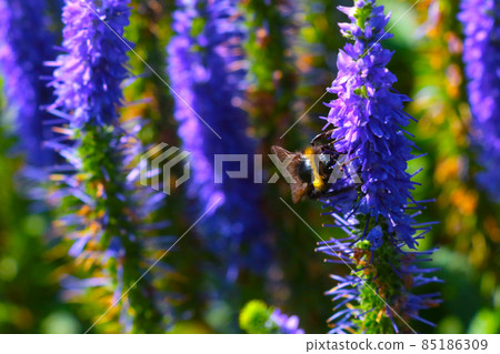 Purple flowering wildflowers in the spring on a sunny day. Purple flowering wildflowers in the spring on a sunny day. 85186309