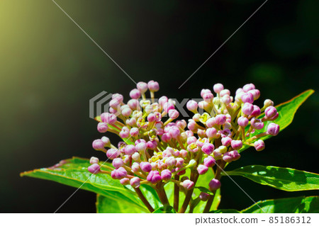 Close-up of a flowering branch of a bush or flower in the spring. 85186312