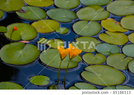 Flowering flower buds, lilies on the lake. 85186313