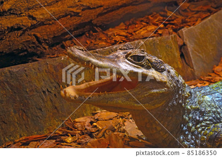 Close-up of the crocodile. The open mouth of a predator. Close-up of the crocodile. The open mouth of a predator. 85186350
