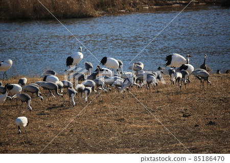 Cheorwon Crane Village. Cheorwon County. Red Crane 85186470