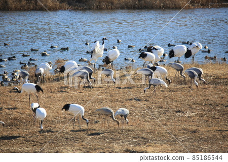 Cheorwon Crane Village. Cheorwon County. Red Crane 85186544