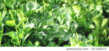 Closeup of rows of organic healthy green parsley plants Closeup of rows of organic healthy green parsley plants 85186673