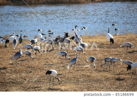江原道鐵原鶴村觀鳥 江原道鐵原鶴村觀鳥 85186699