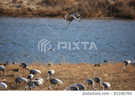Gangwon-do Cheorwon Crane Village. Birdwatching Gangwon-do Cheorwon Crane Village. Birdwatching 85186760