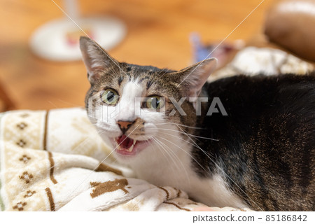 Nya Kijitora White 85186842