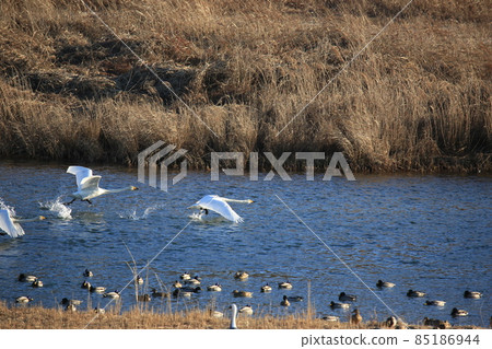 Gangwon-do Cheorwon Crane Village. Birdwatching Gangwon-do Cheorwon Crane Village. Birdwatching 85186944