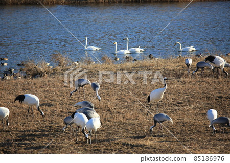 Gangwon-do Cheorwon Crane Village. Birdwatching Gangwon-do Cheorwon Crane Village. Birdwatching 85186976