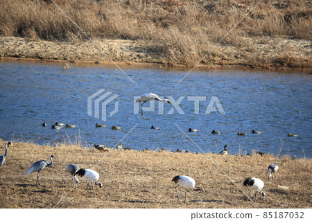 Gangwon-do Cheorwon Crane Village. Birdwatching Gangwon-do Cheorwon Crane Village. Birdwatching 85187032