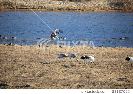 Gangwon-do Cheorwon Crane Village. Birdwatching Gangwon-do Cheorwon Crane Village. Birdwatching 85187033